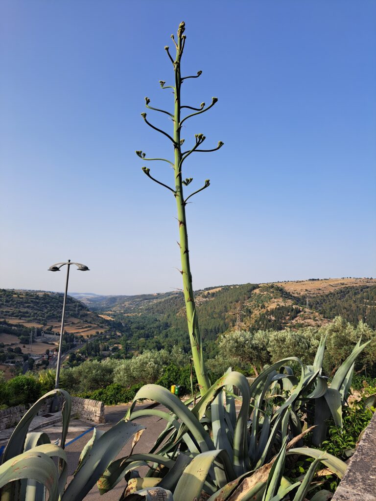 Fiore di Agave Americana L. in un paesaggio collinare Siciliano