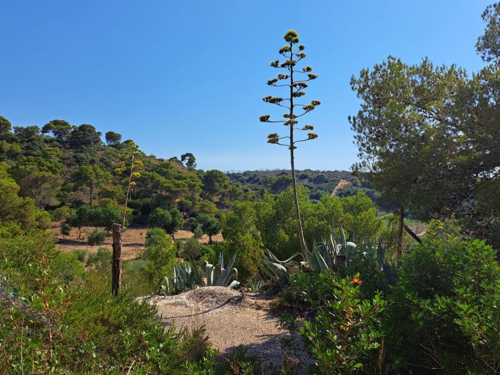 Pianta e fiore di Agave Americana L. in un paesaggio collinare Siciliano
